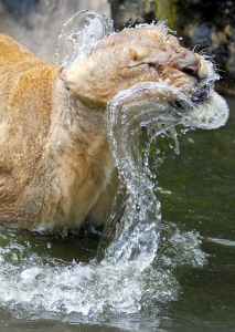 Water Lion