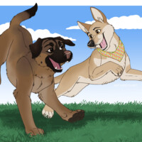 Two dogs playing outside