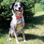 Dog wearing tag, photo by in house photographer/marketer Eric Lusch Dog wearing tag