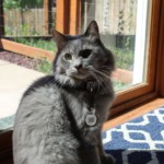 Cat wearing tag, photo by in house photographer/marketer Eric Lusch Cat wearing tag